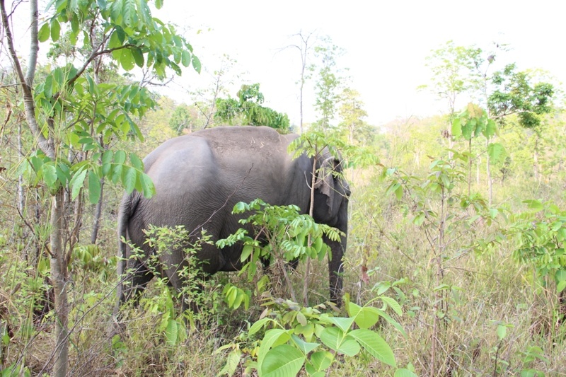30 voi rung ve ‘quay’, dan che phao no hu doa hinh anh