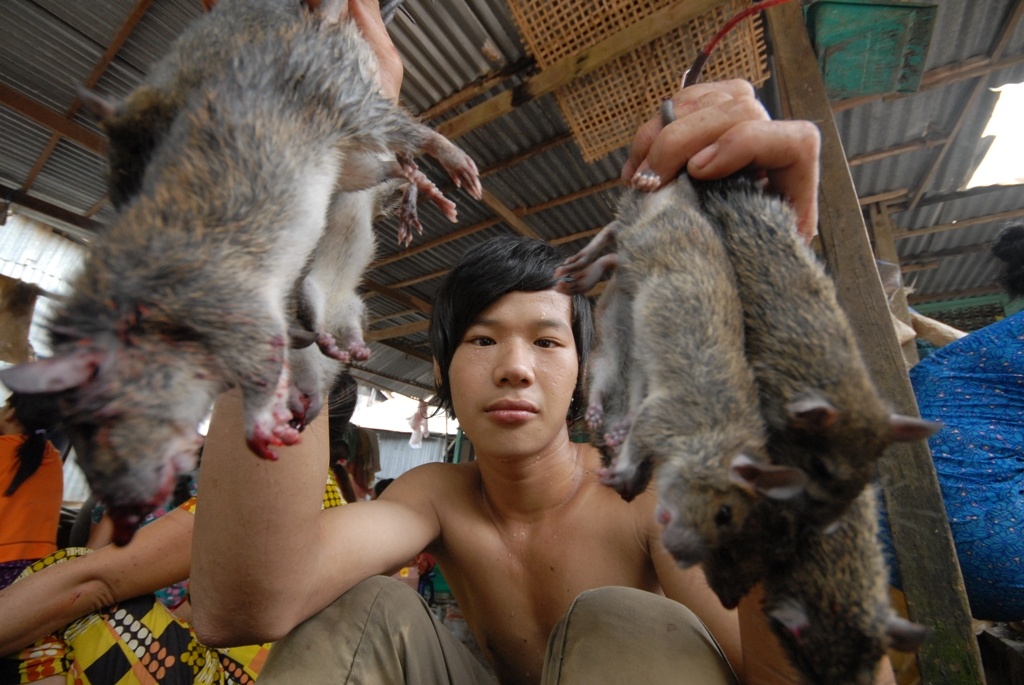 Can canh cho chuot Campuchia beo mam tai mien Tay hinh anh