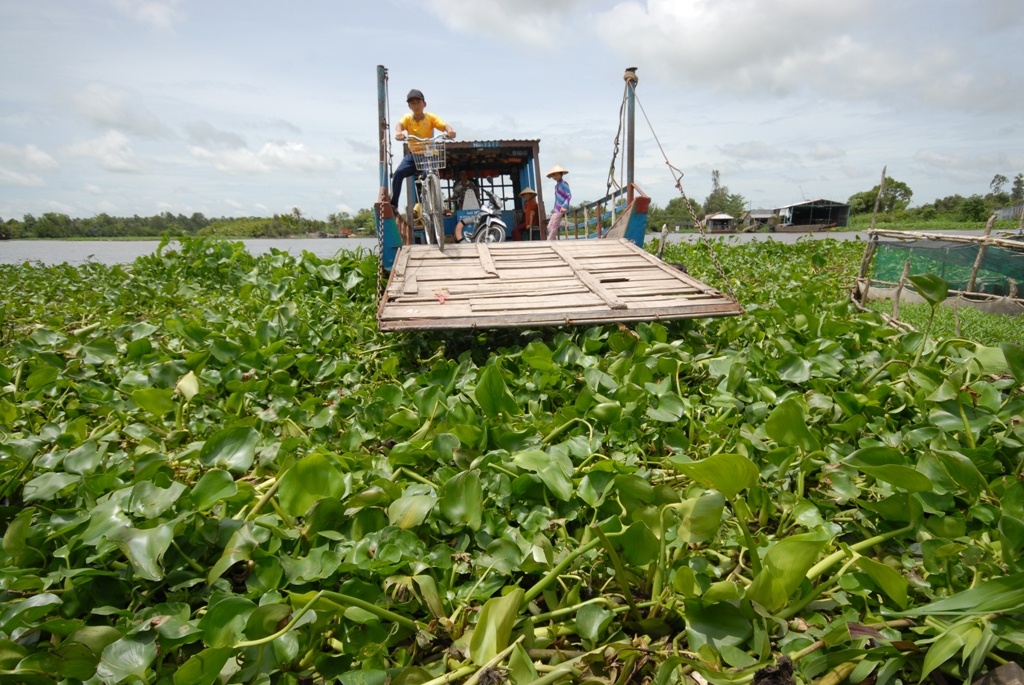 Hang trieu cay luc binh quan chat tau ghe o mien Tay hinh anh