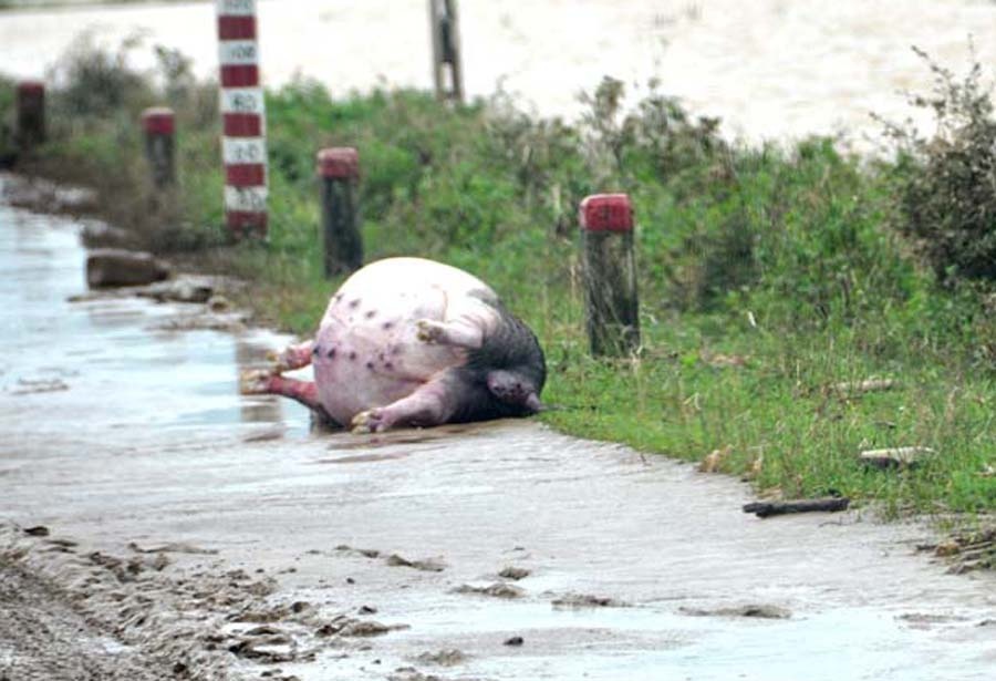 Gia suc chet troi nam la liet sau lu tai Quang Ngai hinh anh