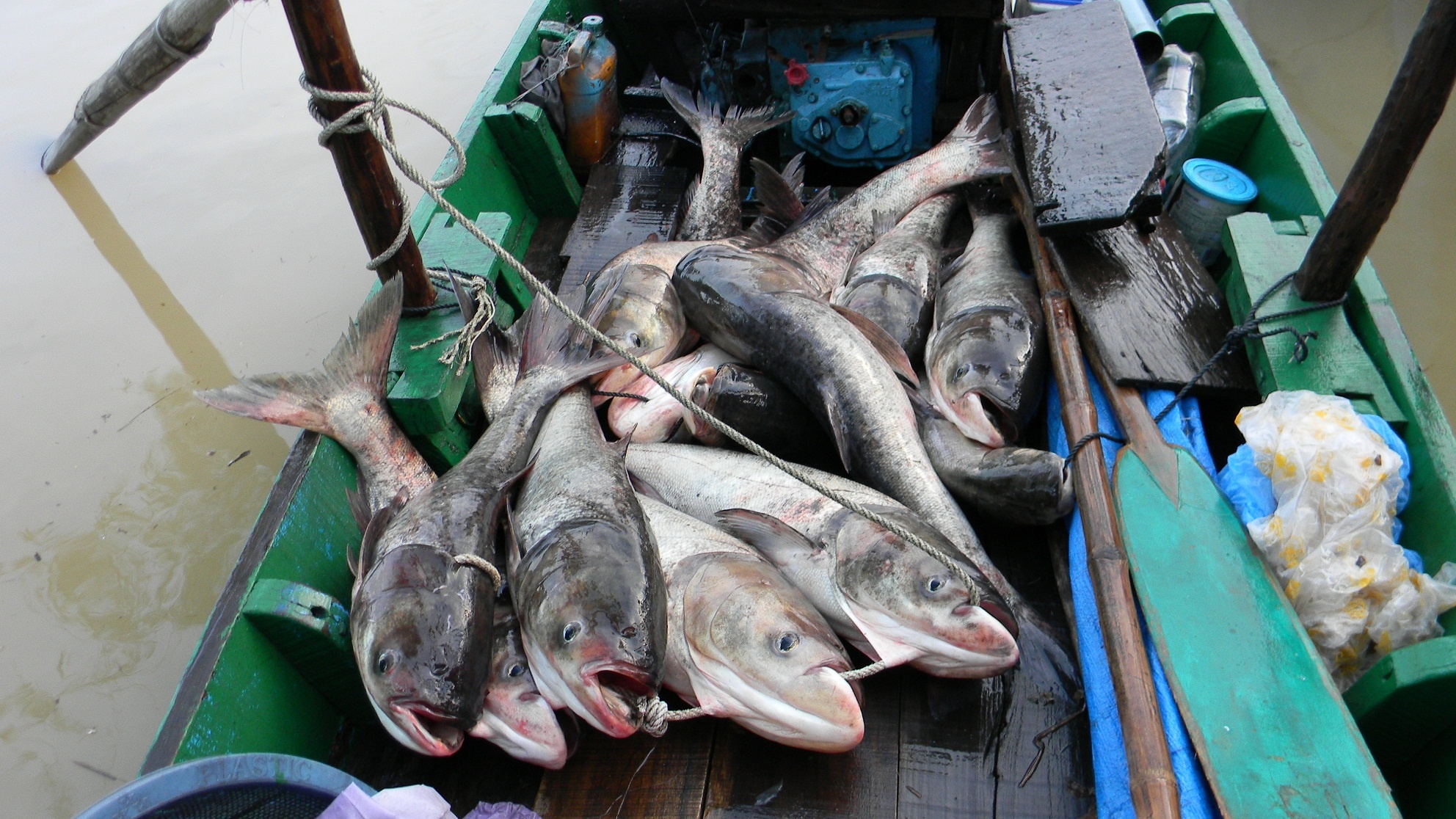 Tha luoi trong lu, trung dam ca me hinh anh