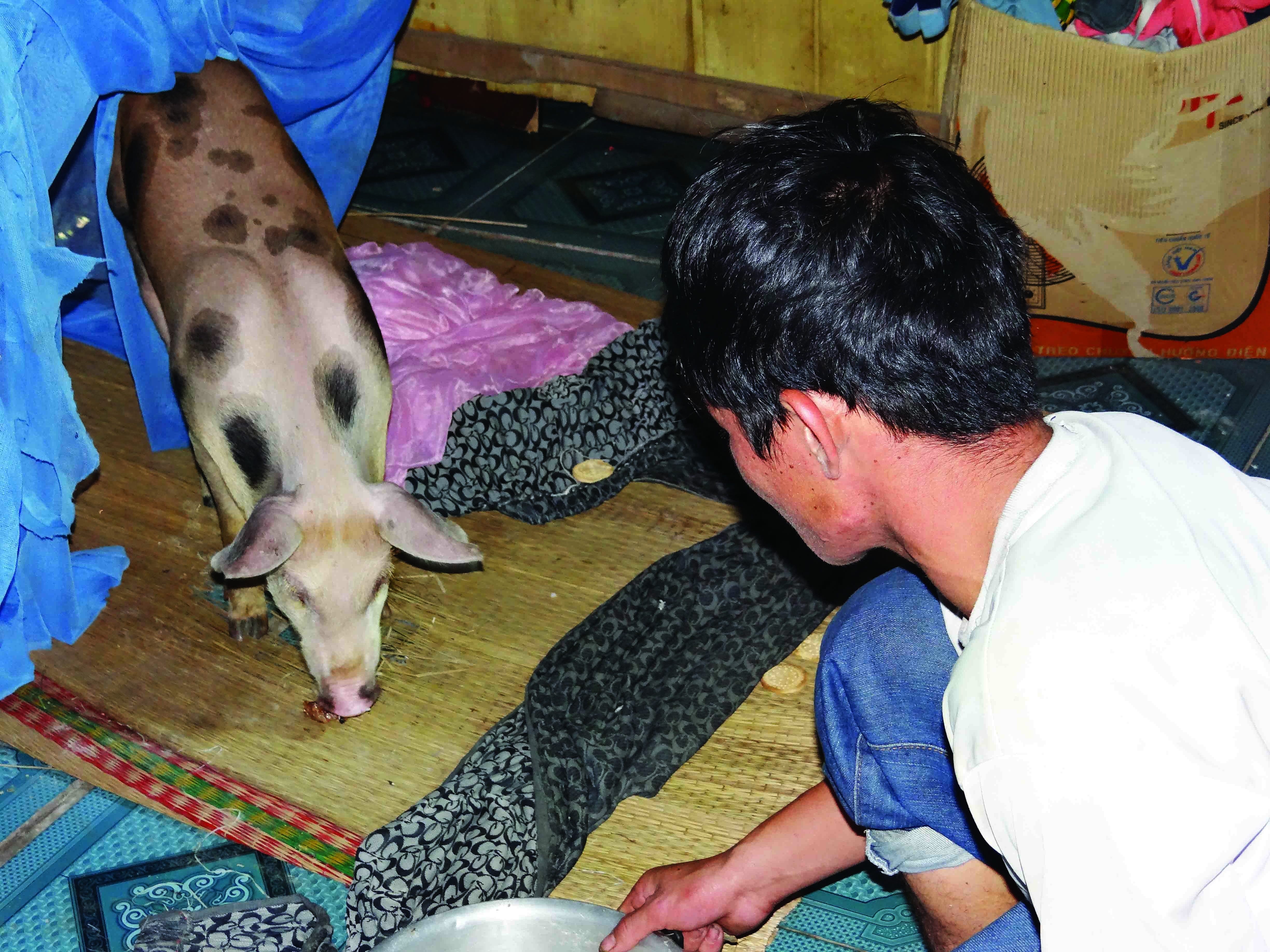 Bao hieu bang cach cho heo an com, uong tra o mien Tay hinh anh