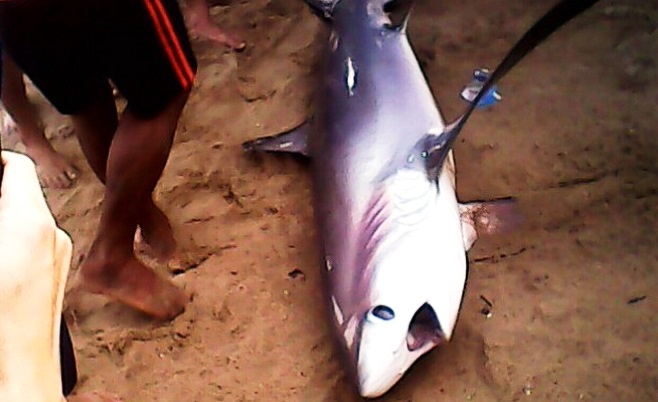 Bai tam Nha Trang xuat hien ca map nang gan 200kg hinh anh