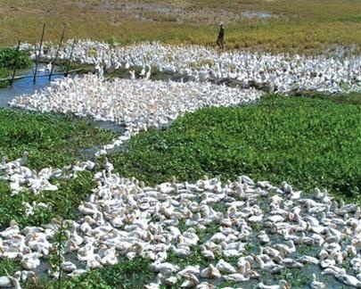 Ban dan vit chay dong cua nguoi khac cho thuong lai hinh anh