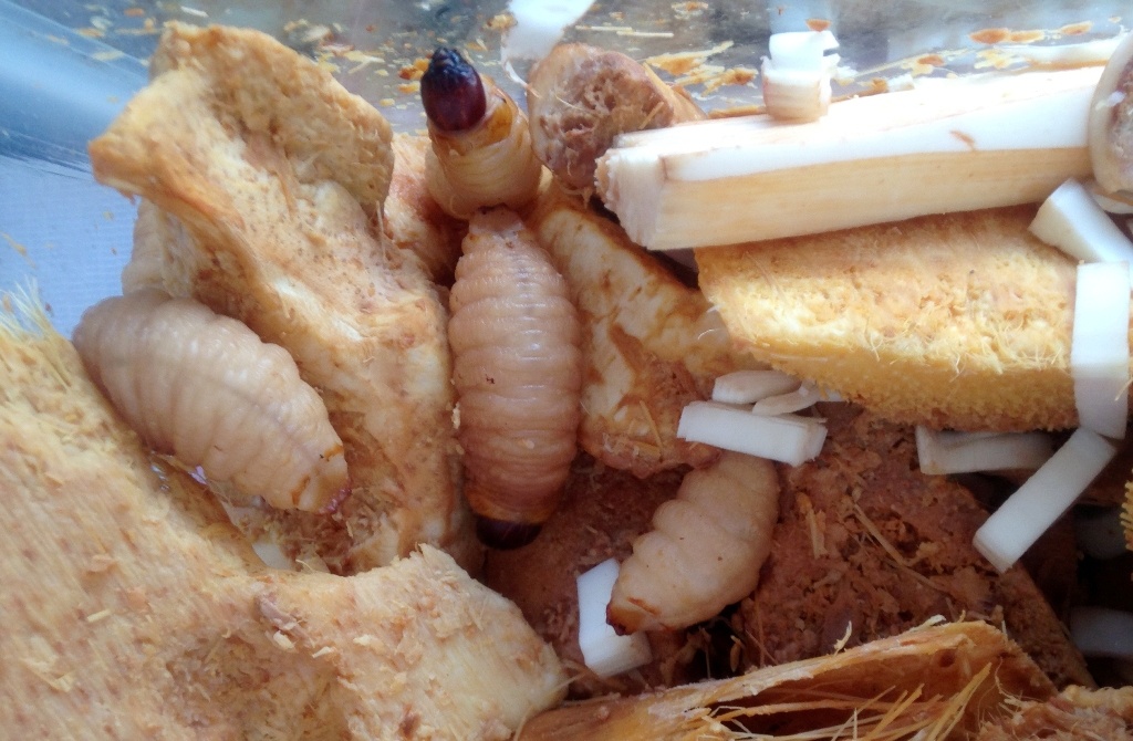 Ve mien Tay san duong dua de 'tang cuong ban linh dan ong' hinh anh