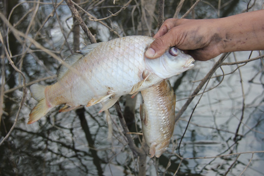 Hang tan ca chet bat thuong trong ho chua nuoc o Quang Ngai hinh anh