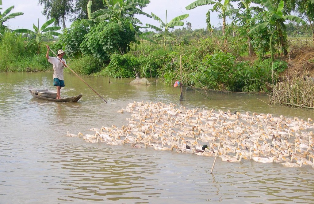 Dich cum tran ve mien Tay, vit van chay day dong hinh anh