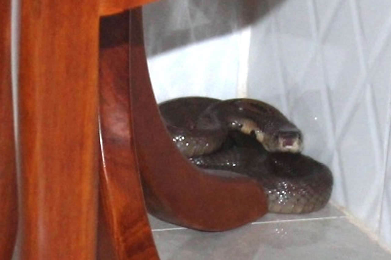 Nguoi bi ran doc can chet trong nha nghi hay nhau thit ran hinh anh