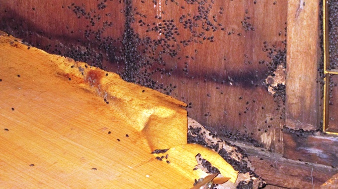 Hang ngan con bo dau den tan cong nha dan o Dong Nai hinh anh