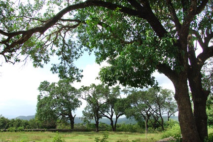 20 cay xoai 200 tuoi o Phu Yen bi benh ray bong hinh anh