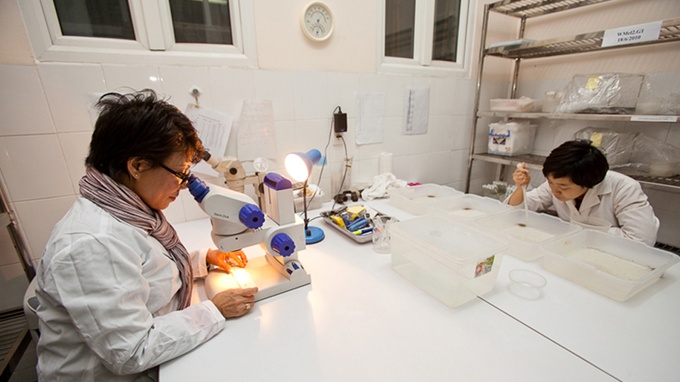 Hoạt động duy trì dòng muỗi Aedes aegypty mang tác nhân sinh học Wolbachia trong phòng thí nghiệm của cán bộ nghiên cứu Viện Vệ sinh dịch tễ trung ương - Ảnh do ban quản lý dự án cung cấp