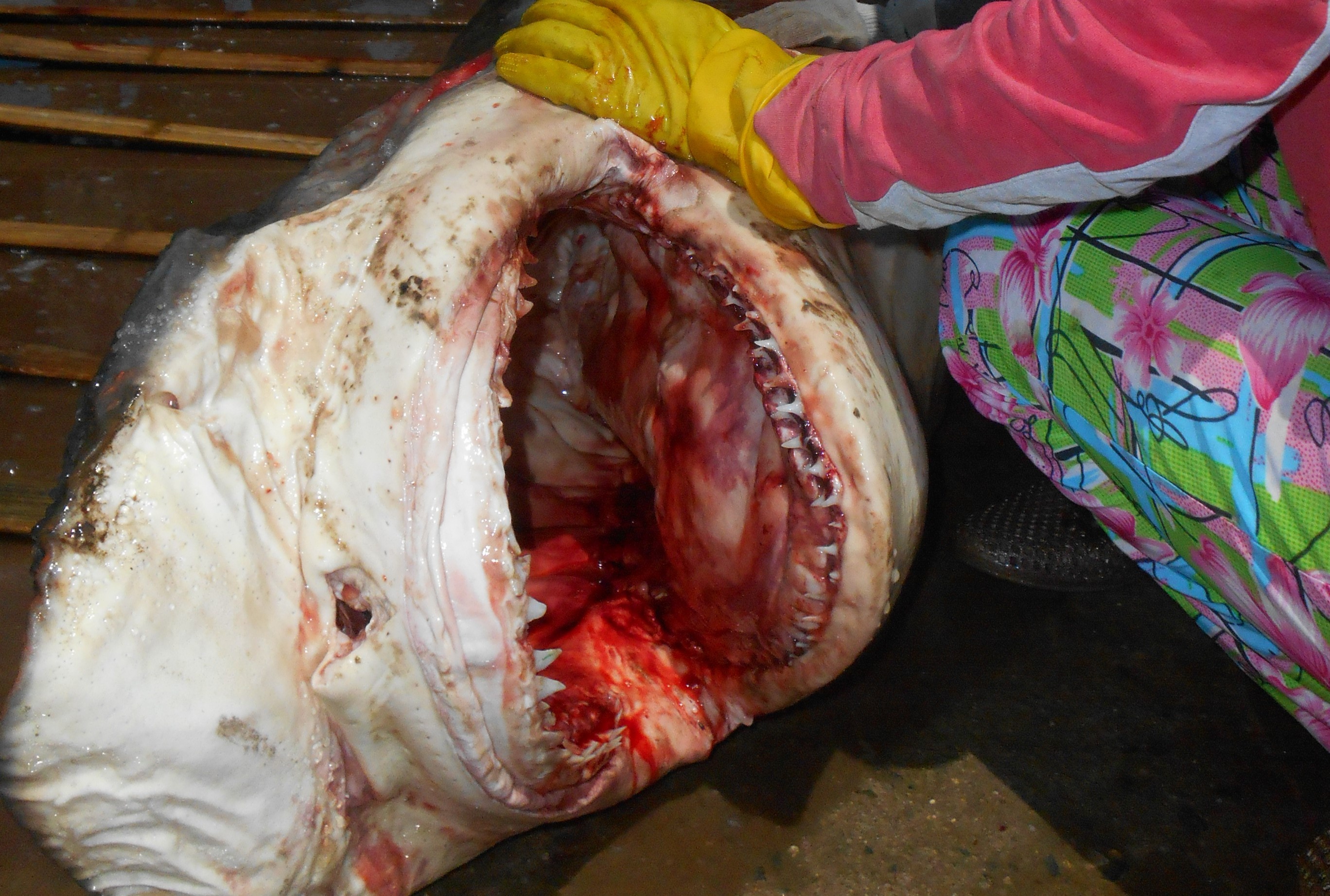 Ca map khung day khoang thuyen ve tu Hoang Sa hinh anh