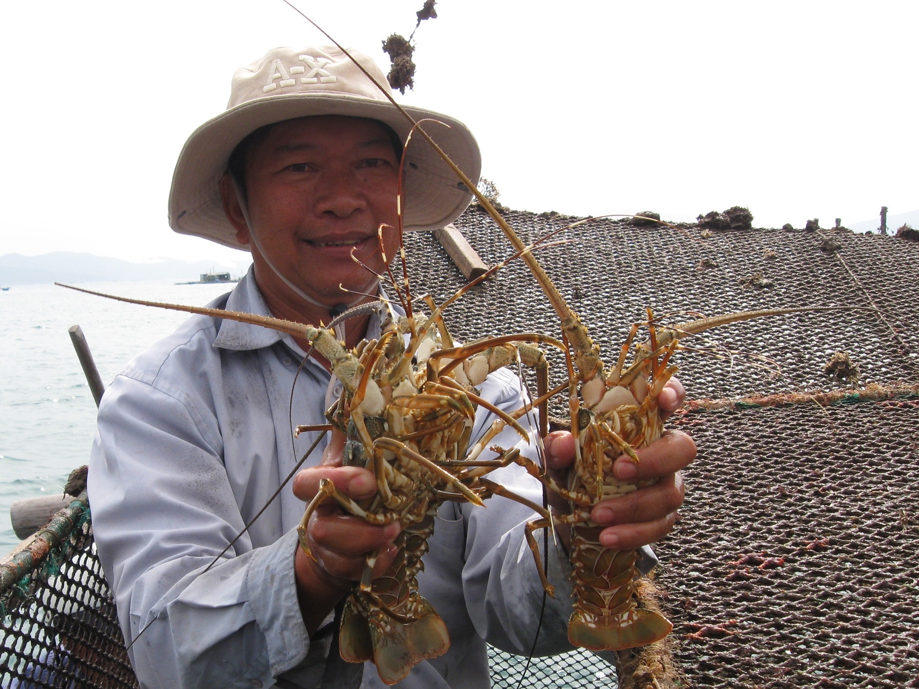 7.000 con tom hum chet benh, dan mat tien ty hinh anh