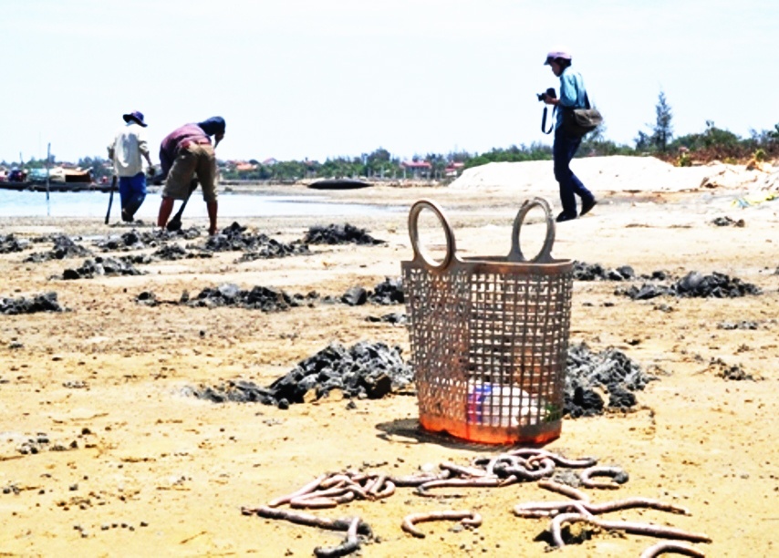 Cay nat bai bien san giun de che thuoc cuong duong hinh anh
