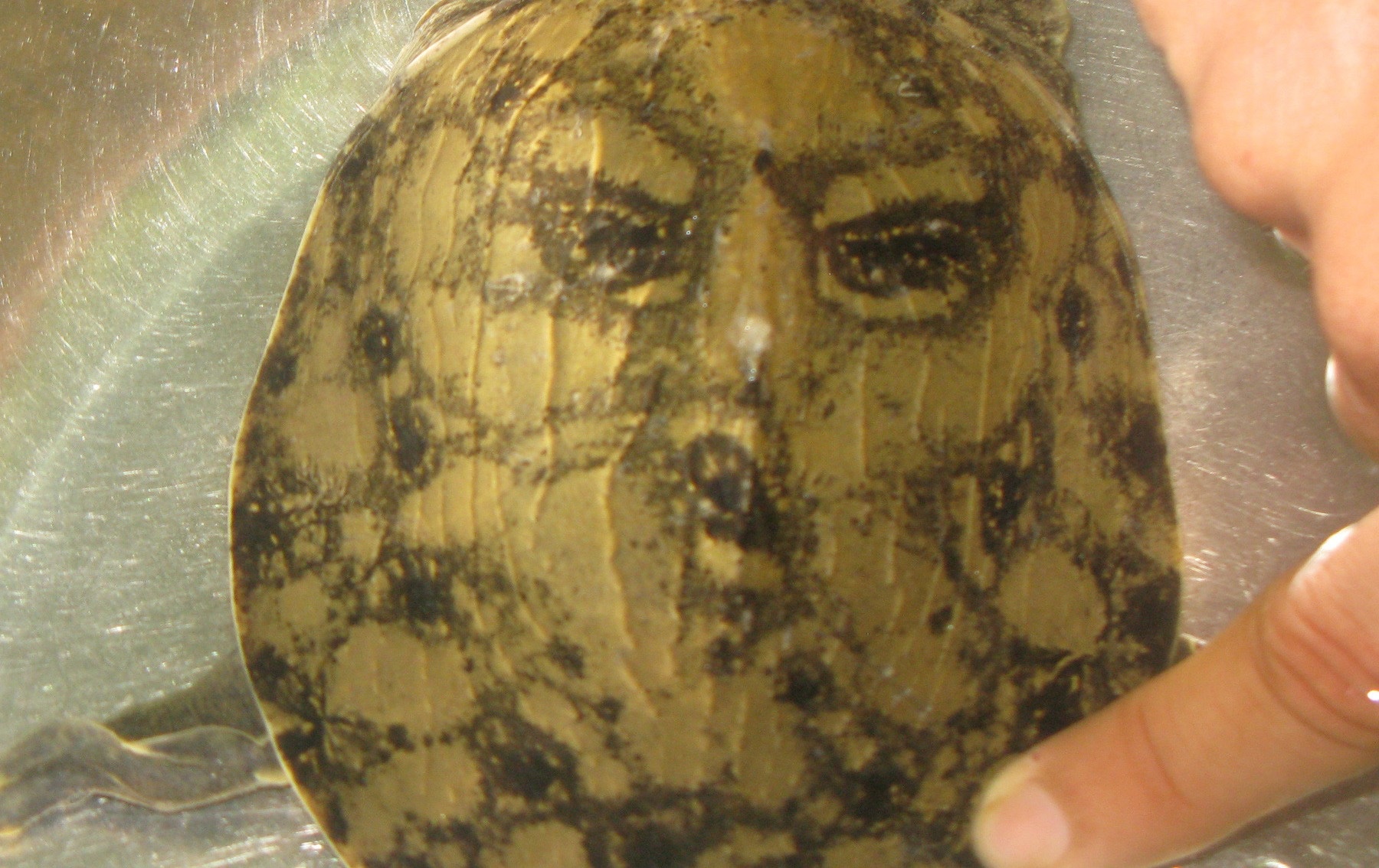 Ba ba hinh mat nguoi duoc hoi mua gia 100 trieu hinh anh