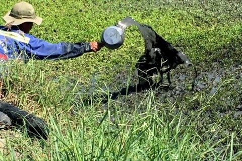 Nguoi TP HCM lo thuc pham nhiem doc hinh anh