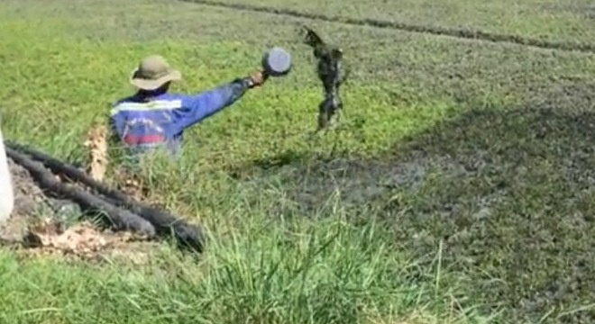 20 mau rau tuoi nhot ton du asen, dong va kem hinh anh