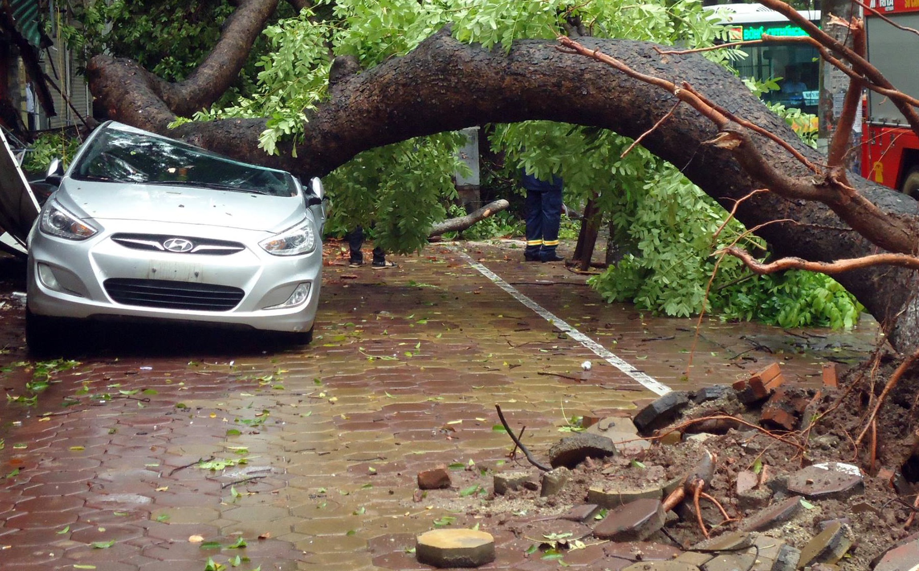 Cay do la liet trong bao Mirinae o Ha Noi hinh anh