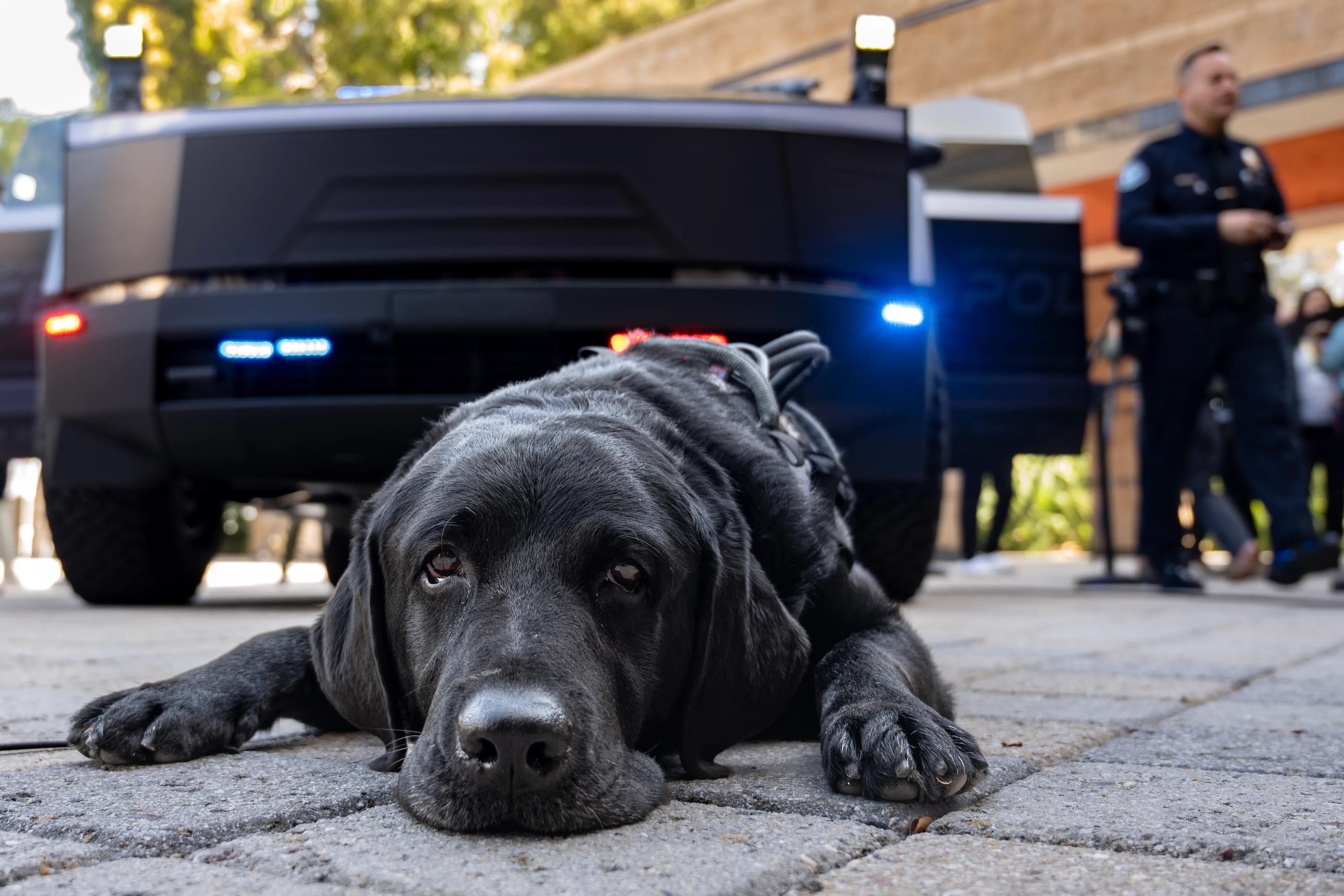 tesla,  cybertruck,  canh sat,  xe canh sat,  cybertruck canh sat,  canh sat my,  xe dien,  ban tai anh 6