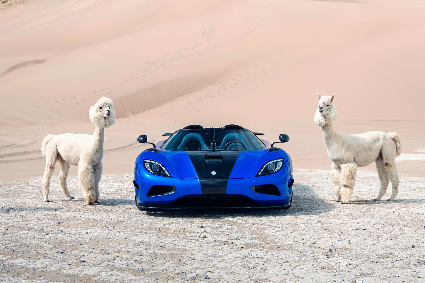 sieu xe,  hypercar,  koenigsegg,  agera,  agera s,  agera hh,  koenigsegg agera s,  koenigsegg agera,  koenigsegg agera hh,  youtuber,  TheStradman,  sa mac,  lac da,  alpaca,  llama,  utah,  sa mac anh 2