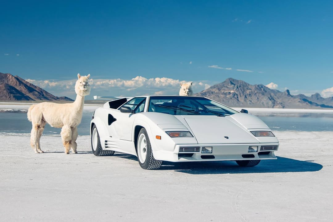 sieu xe,  hypercar,  koenigsegg,  agera,  agera s,  agera hh,  koenigsegg agera s,  koenigsegg agera,  koenigsegg agera hh,  youtuber,  TheStradman,  sa mac,  lac da,  alpaca,  llama,  utah,  sa mac anh 9