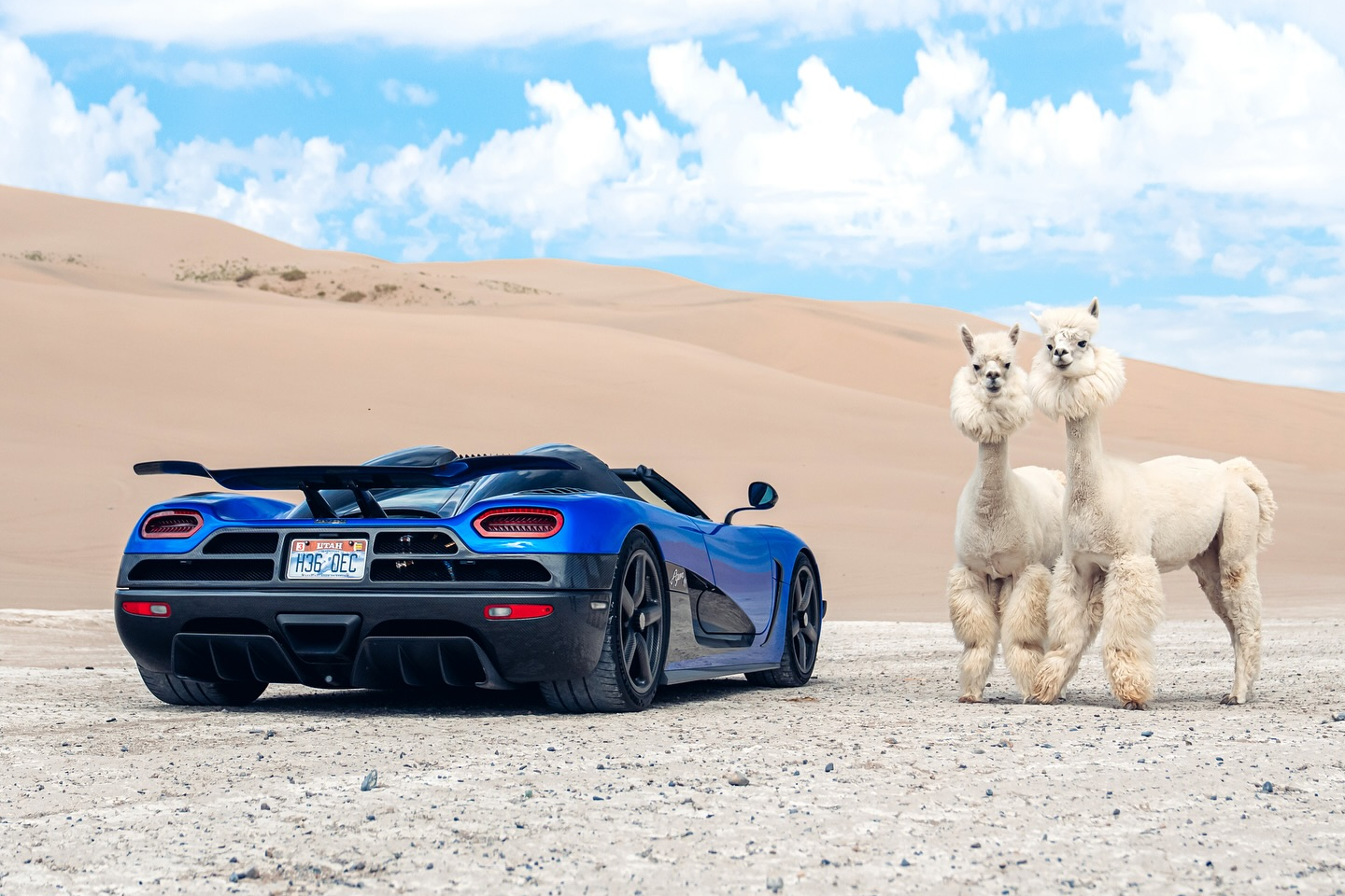 sieu xe,  hypercar,  koenigsegg,  agera,  agera s,  agera hh,  koenigsegg agera s,  koenigsegg agera,  koenigsegg agera hh,  youtuber,  TheStradman,  sa mac,  lac da,  alpaca,  llama,  utah,  sa mac anh 8