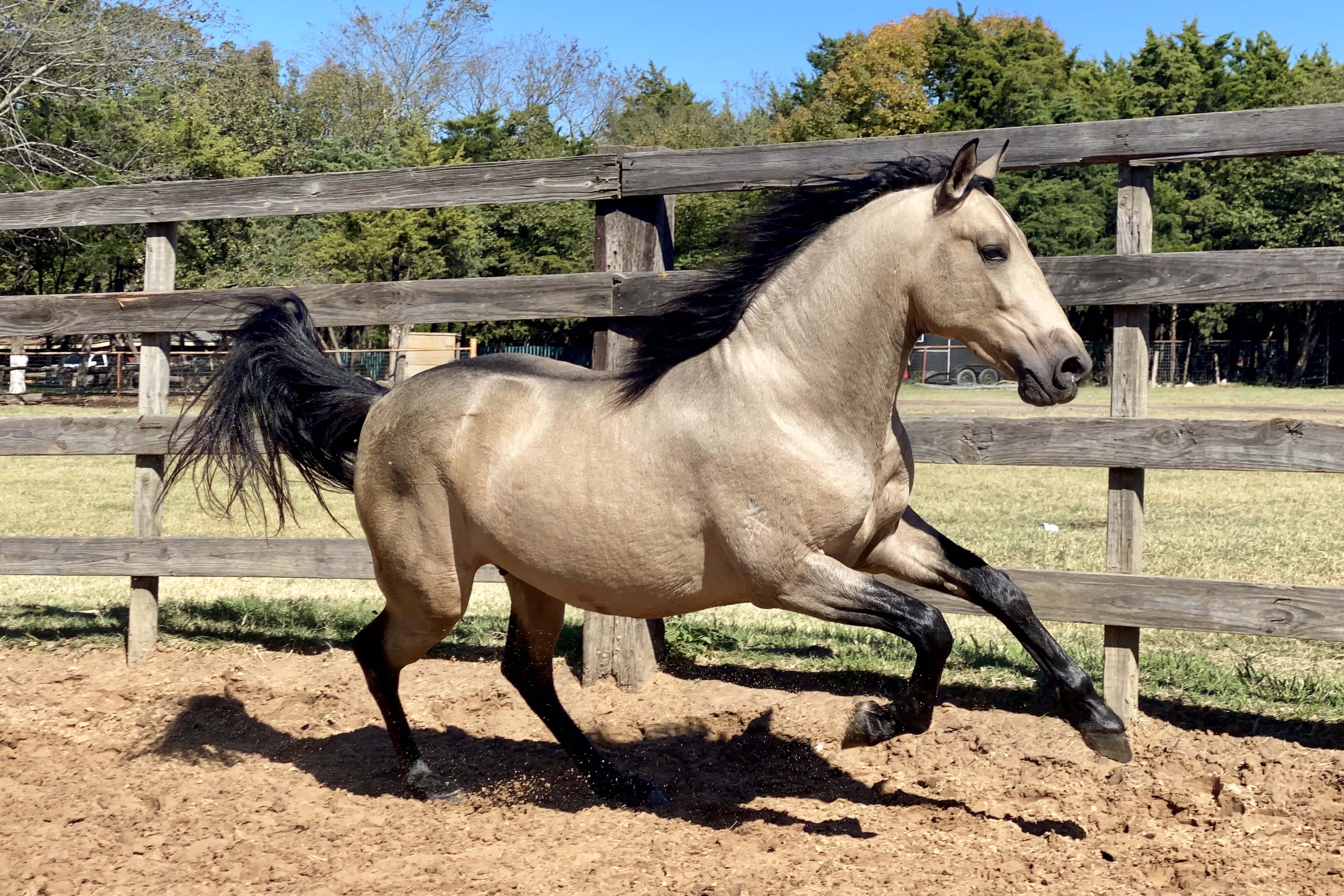 ngua,  logo,  ferrari,  thuong hieu,  porsche,  xe do,  hamann,  carlsson,  mercedes anh 1