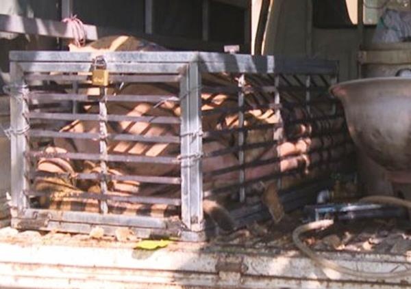 Giai cuu con ho 240 kg tren duong bi dua di nau cao hinh anh