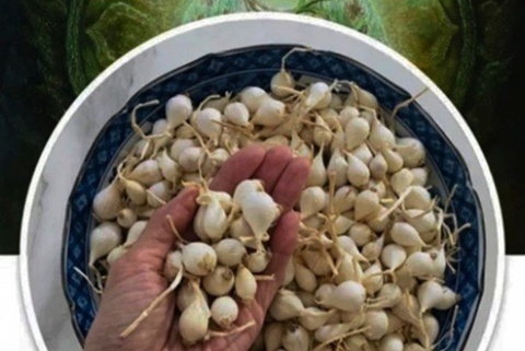 Facebooker Luong Hoang Anh bi phat 12,5 trieu vi vu toi Ly Son hinh anh