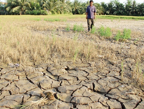 Rung phong ho ven bien o Soc Trang chet kho do thieu nuoc hinh anh