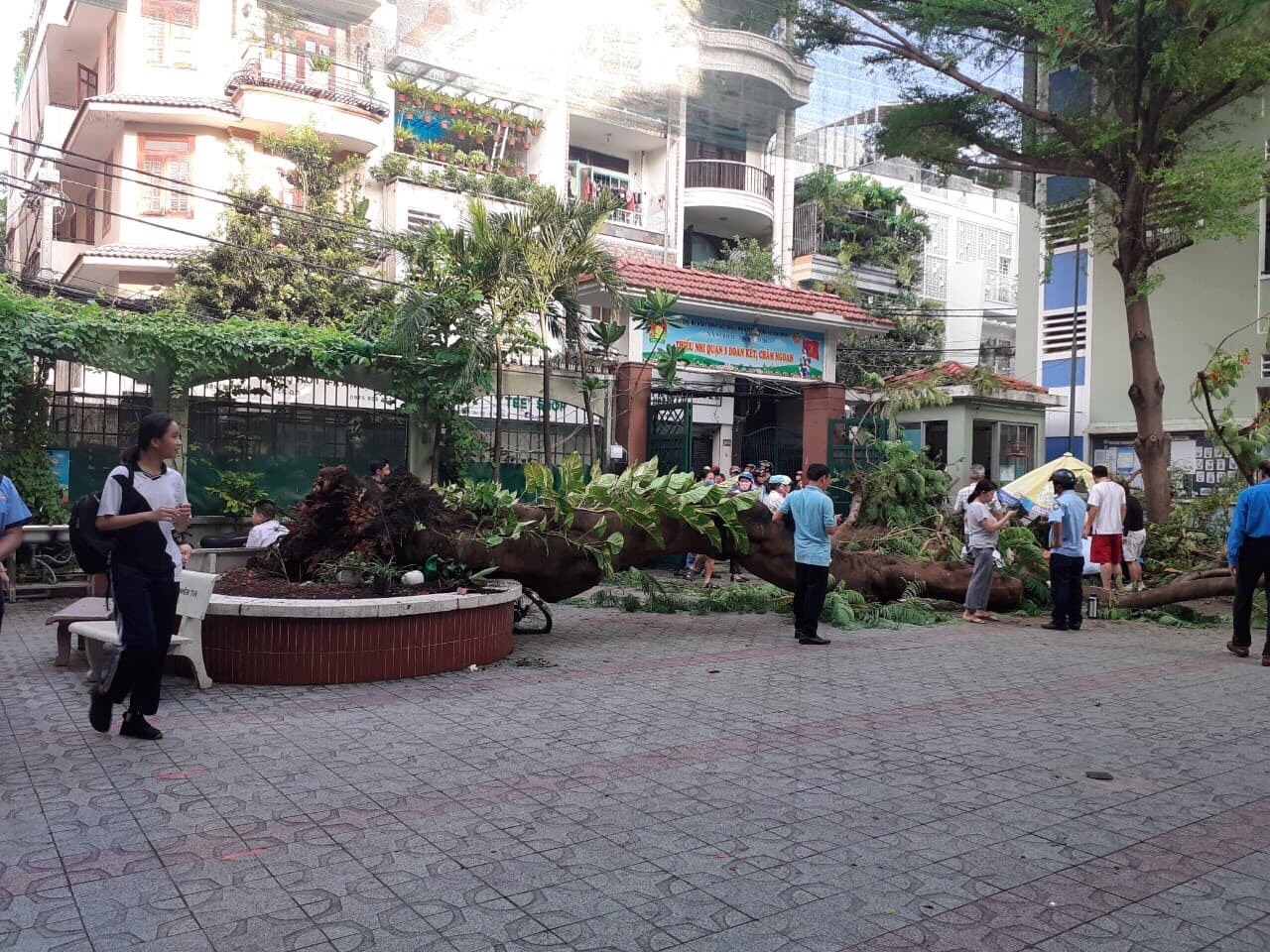 cay phuong vi do khien 1 hoc sinh tu vong anh 6