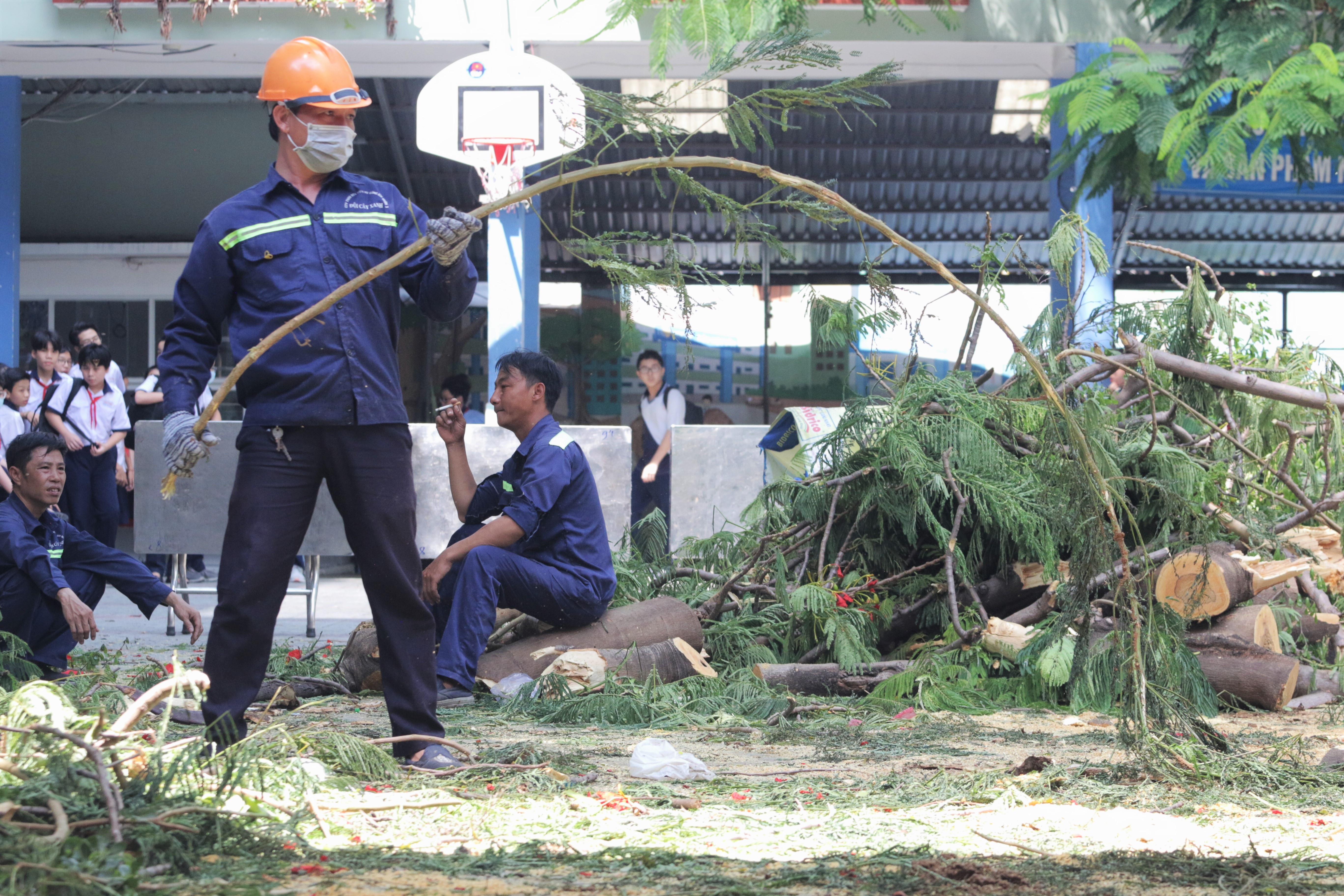 quan ly cay xanh do thi anh 1