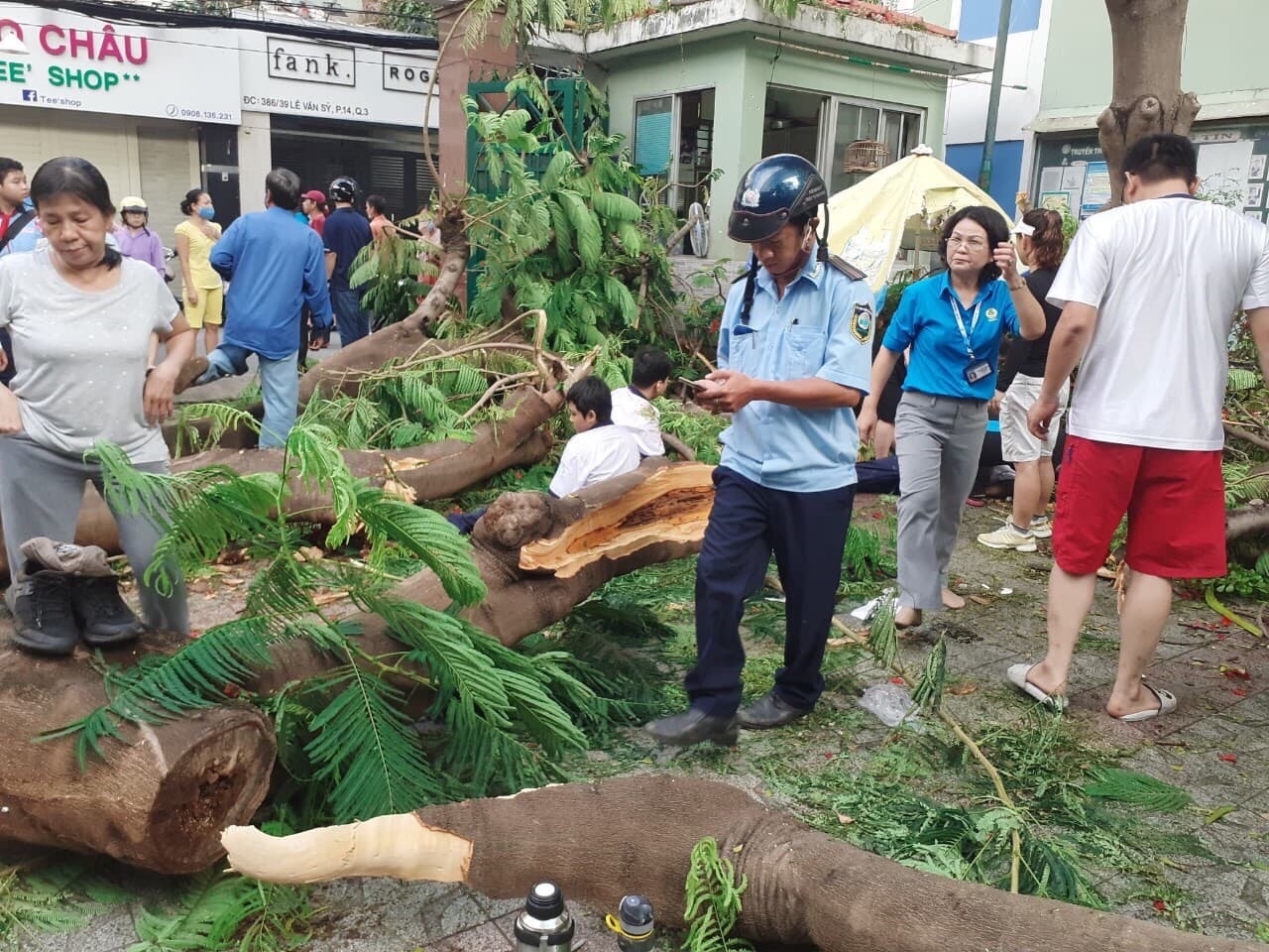 cay phuong trong truong hoc anh 1