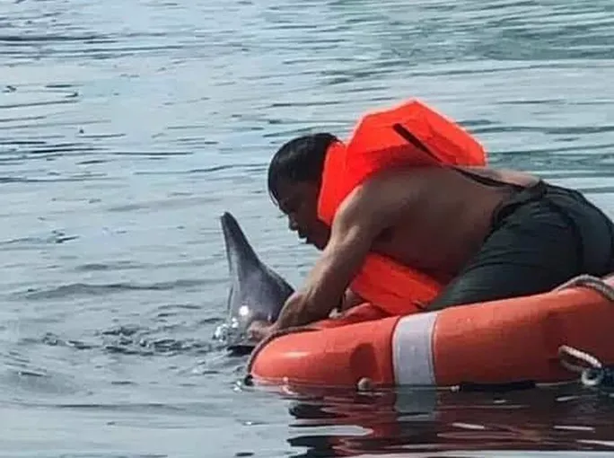 Cuu ho thanh cong ca heo dat vao bo bien Da Nang hinh anh