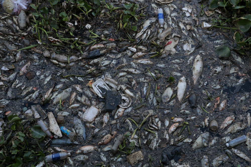 ca chet sau mua lon anh 2