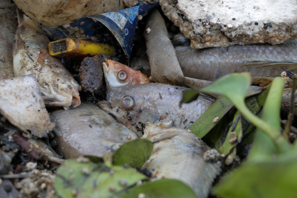 Moi tay vot xac ca o kenh Nhieu Loc - Thi Nghe hinh anh