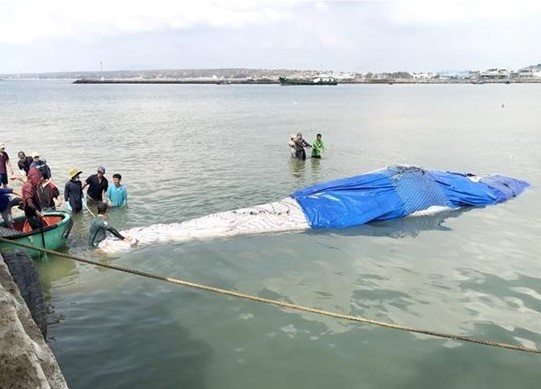 Luy ngoai khoi, ca voi dai 15 m duoc dua vao bo hinh anh