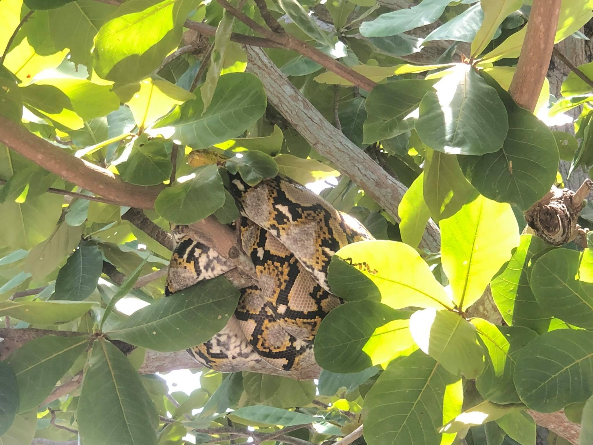 Phat hien tran gam nang 28 kg trong truong hoc hinh anh