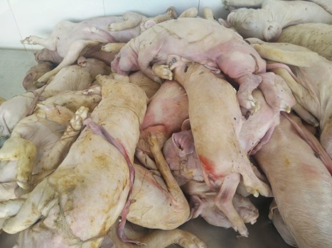 TP.HCM xu phat 3 co so tieu thu thit heo ban hinh anh