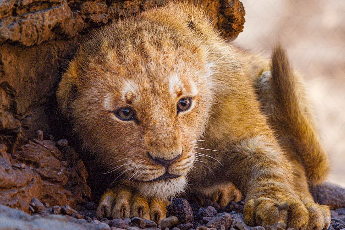 phim hoat hinh Disney anh 5