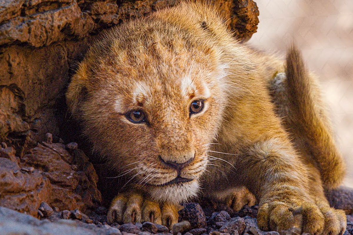 phim an khach nhat 2019 anh 9