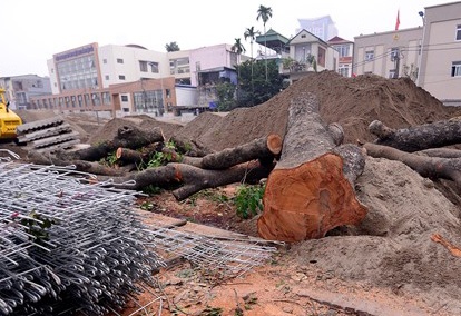 Ha Noi se chat ha, di doi hon 40 cay xanh de lam duong hinh anh