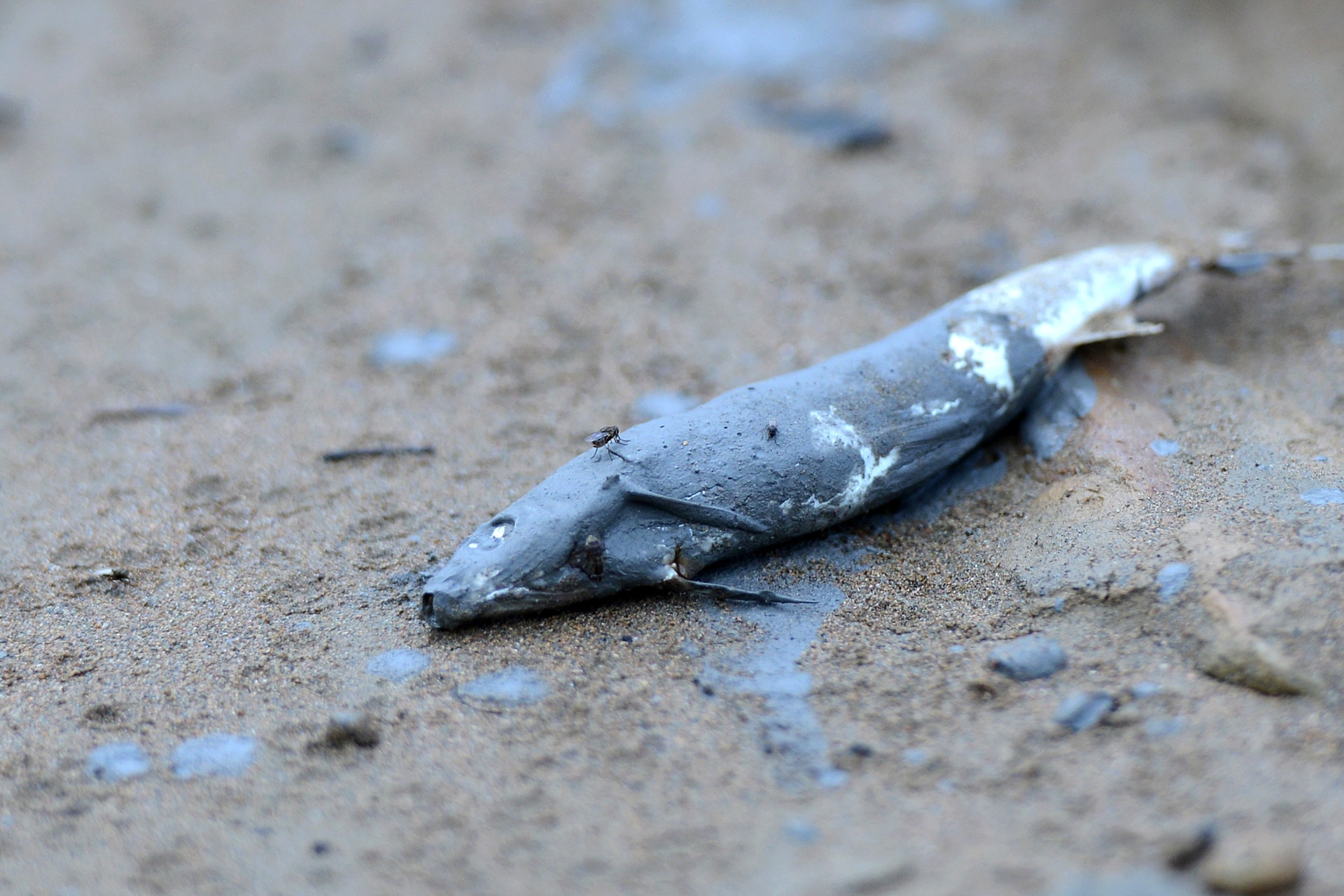 Dan keu ca chet hang loat sau vu vo be chua bun chi hinh anh