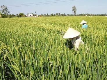 Khong duoc dung xi mang bon cho lua hinh anh
