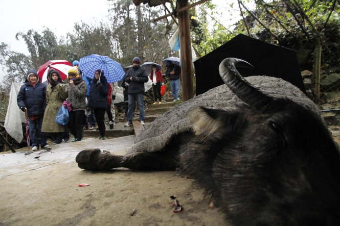 Hon 500 gia suc chet ret hinh anh