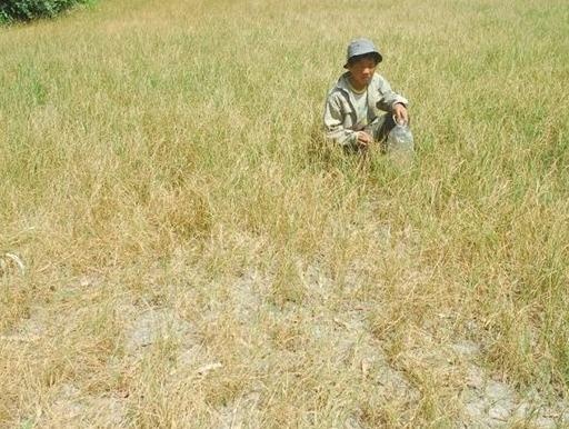 Ho tro 2 trieu dong/ha lua bi thiet hai do han, man hinh anh