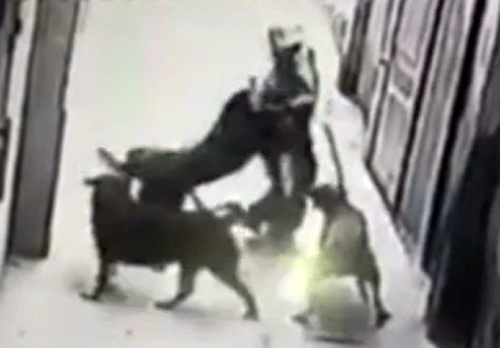 4 con cho du can xe chu nhan hinh anh