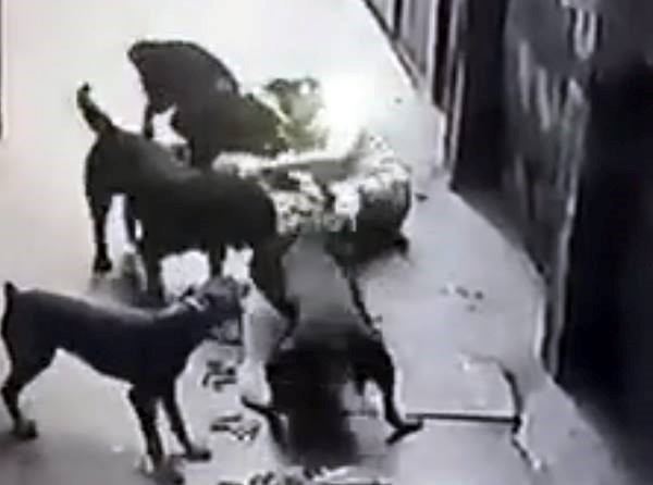 Cho du tan cong nguoi anh 1