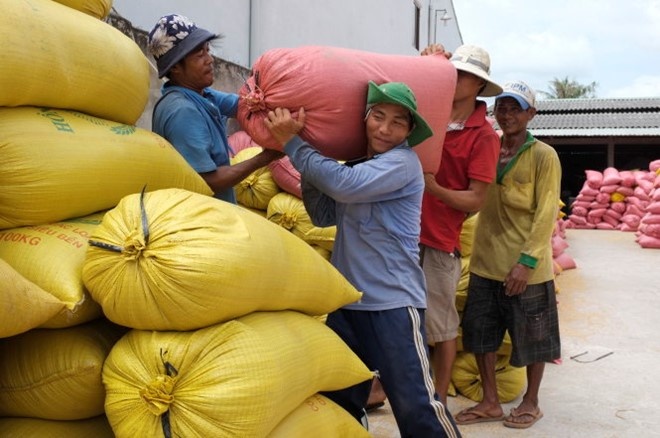 Giam sut 350.000 tan gao vi xam nhap man, han han hinh anh