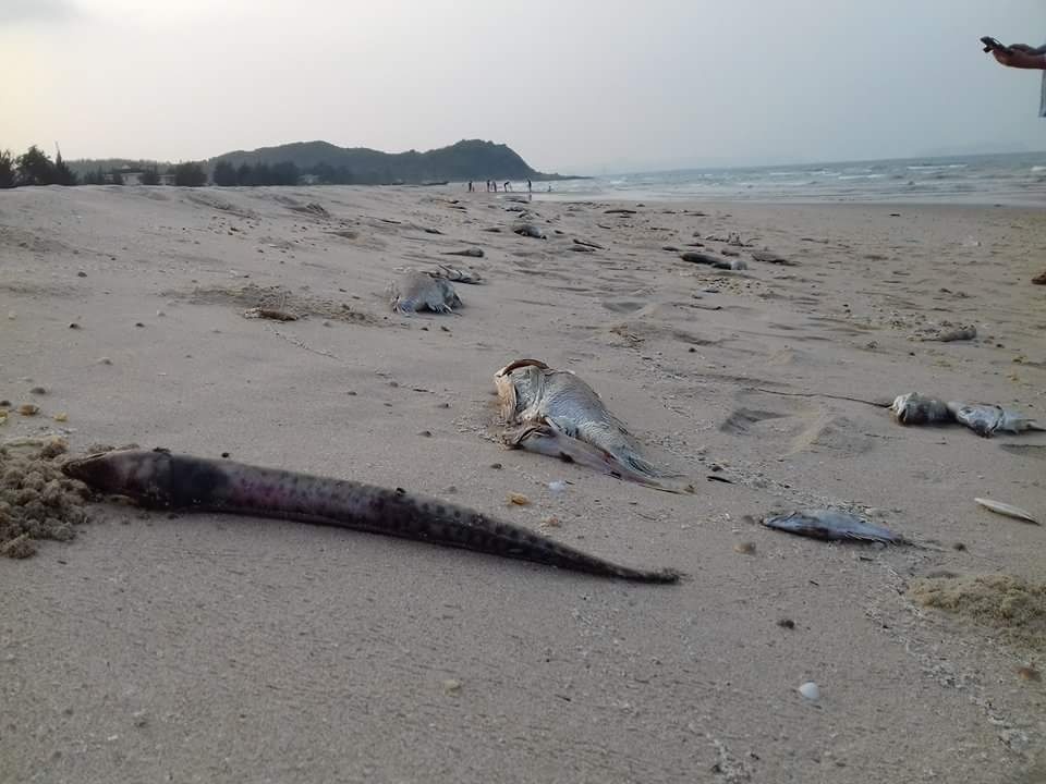 5 cau hoi vu ca chet hang loat o ven bien mien Trung hinh anh